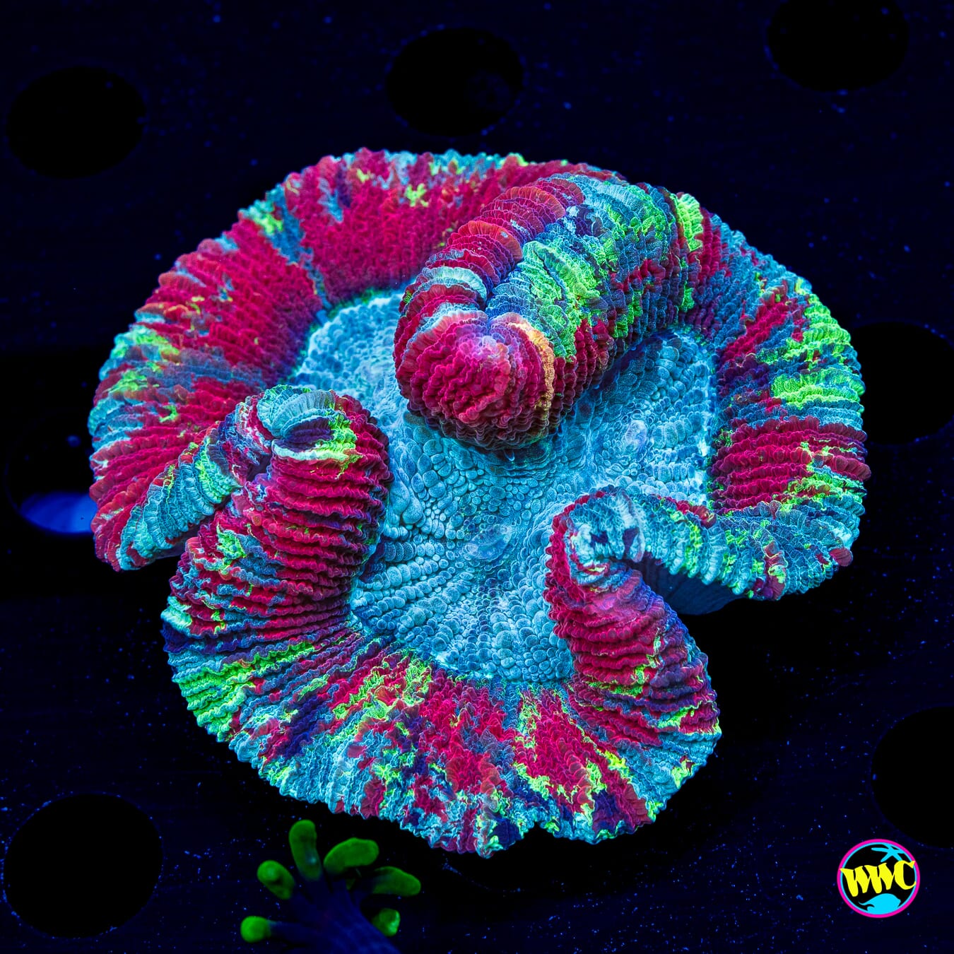 Holiday Vibes Trachyphyllia - Daylight Photo