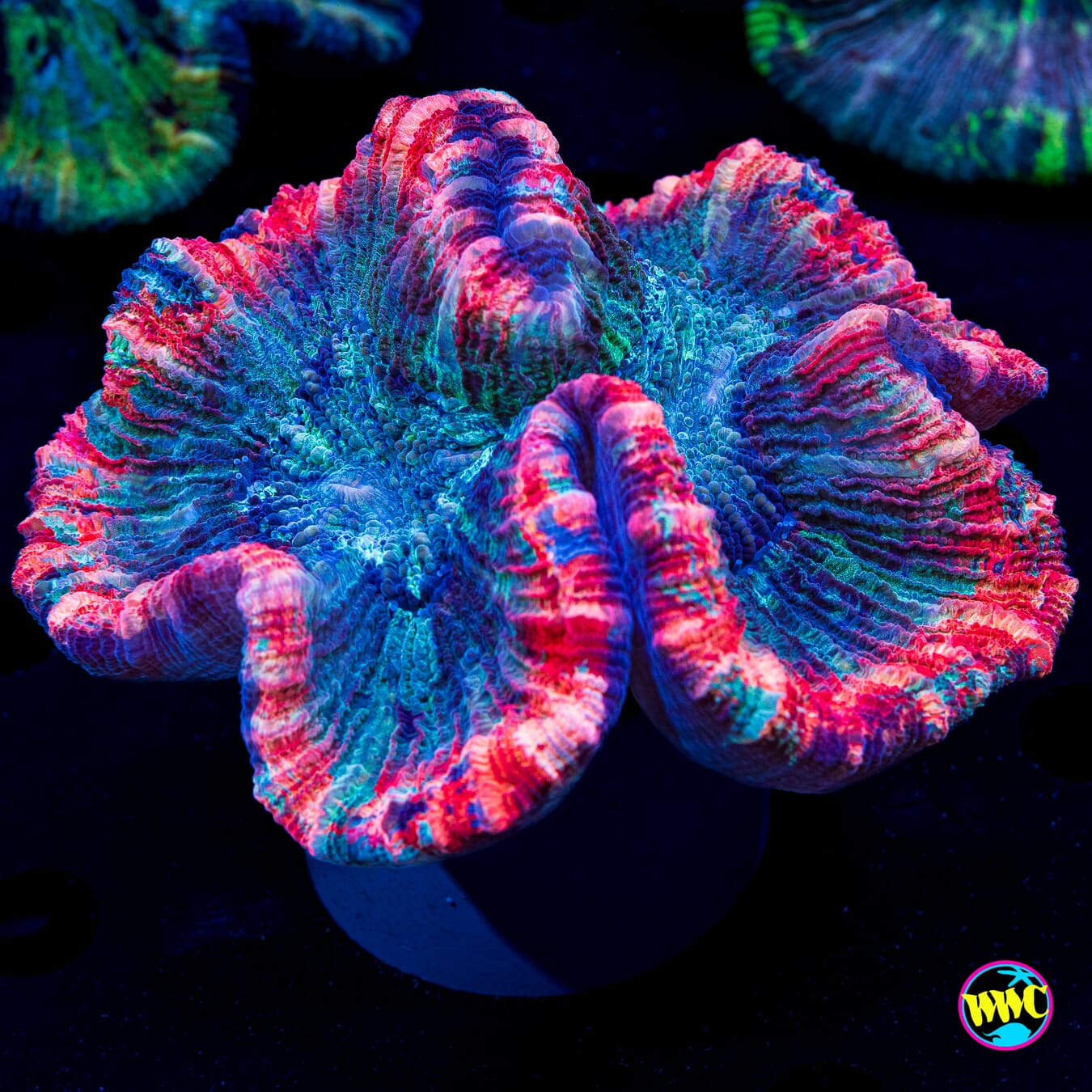 Old Glory Trachyphyllia - Daylight Photo