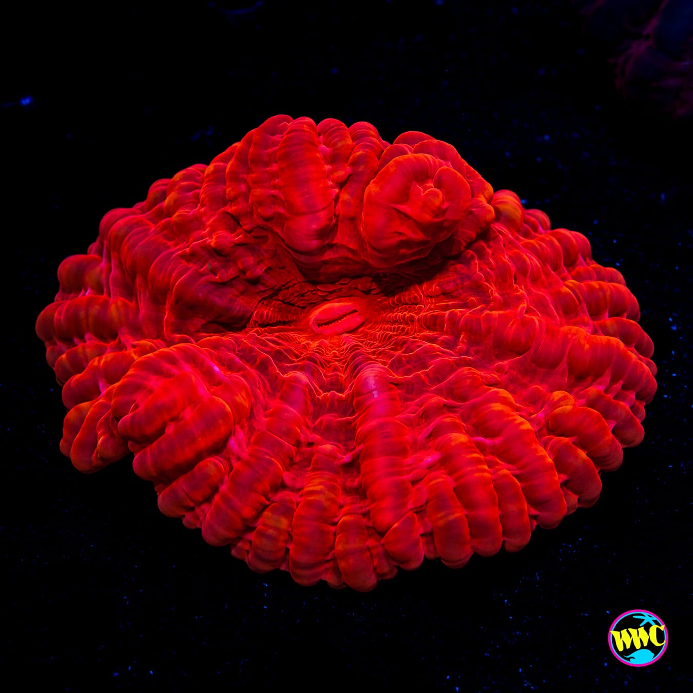 Imperial Cynarina - Daylight Photo