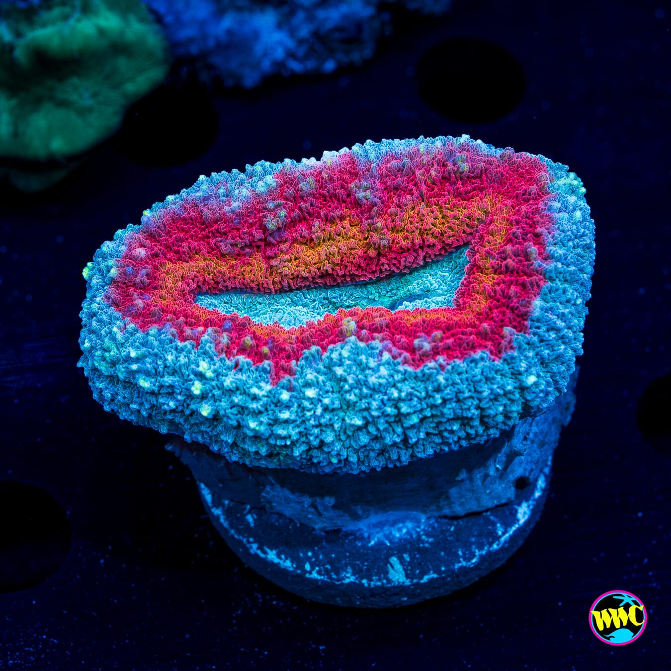 Stars and Stripes Lobophyllia - Daylight Photo