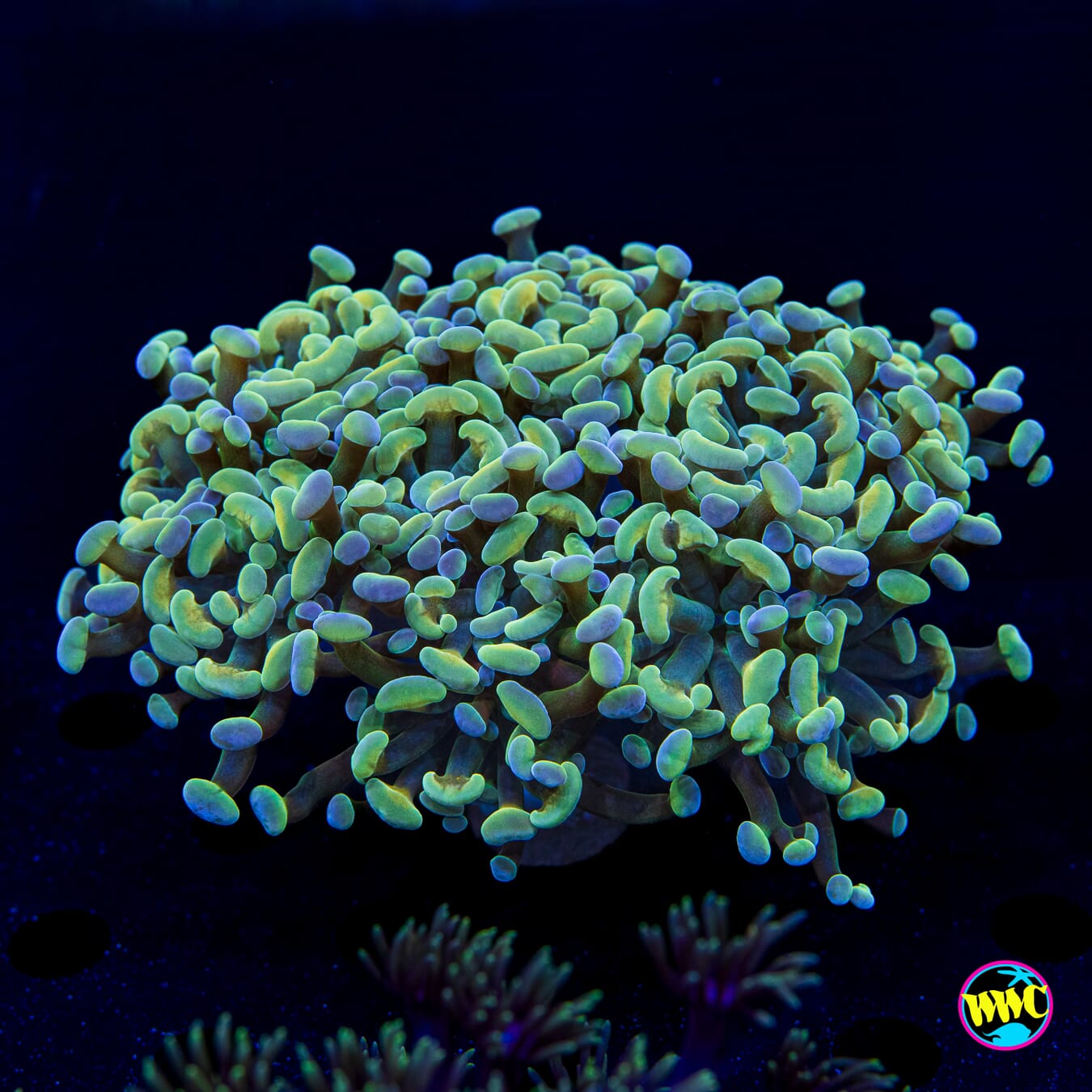 Aquarama Branching Hammer - Daylight Photo