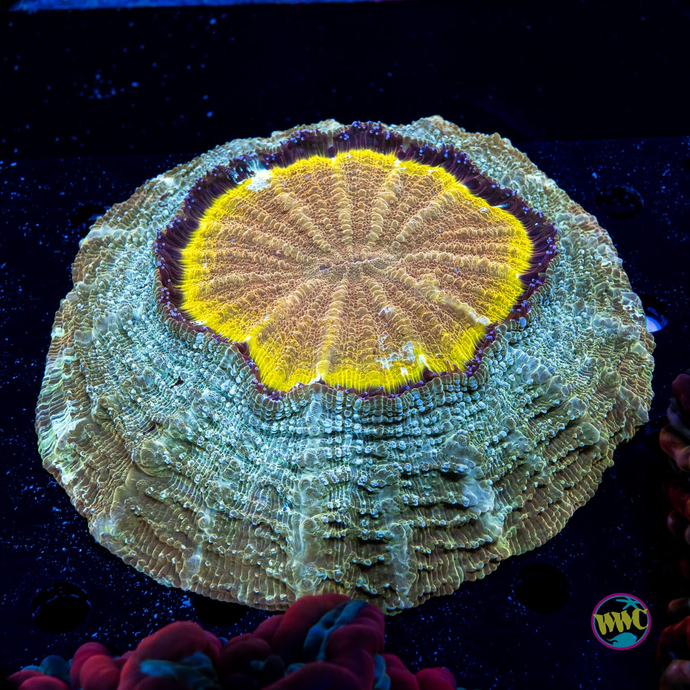 Sunny Side Up Acanthophyllia - Daylight Photo