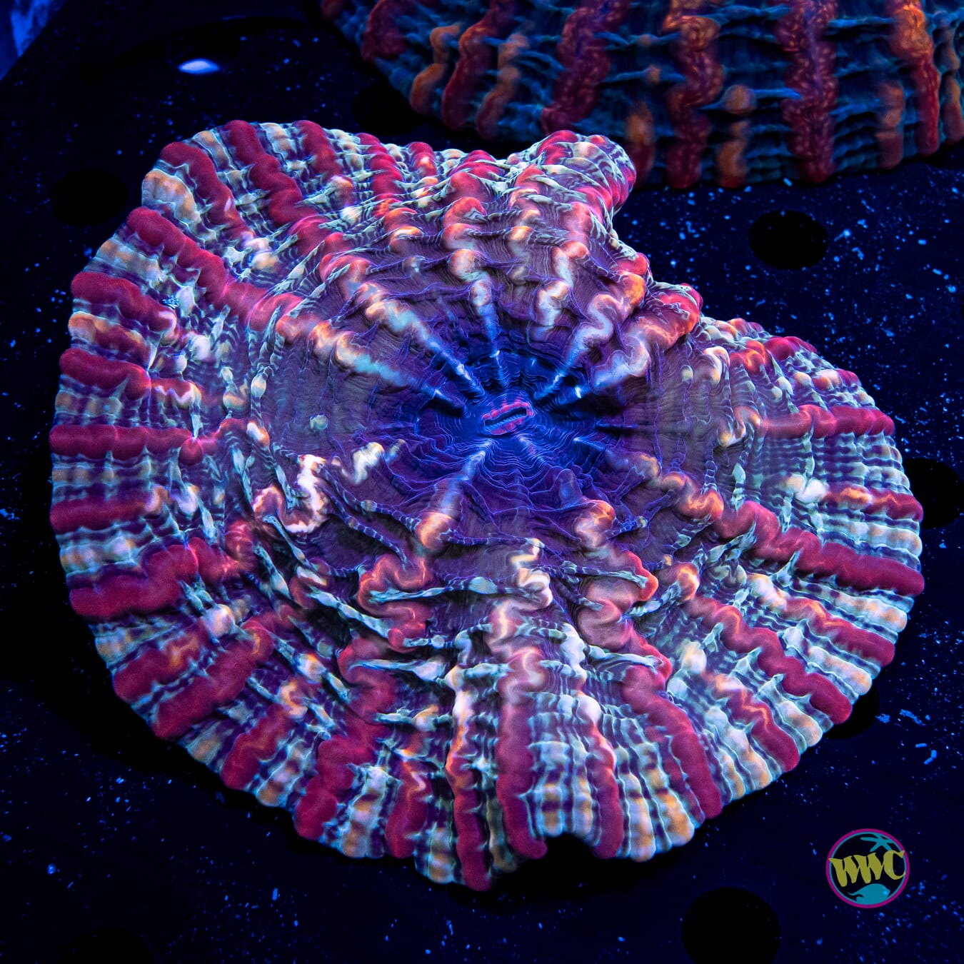 Razzmatazz Indophyllia - Daylight Photo