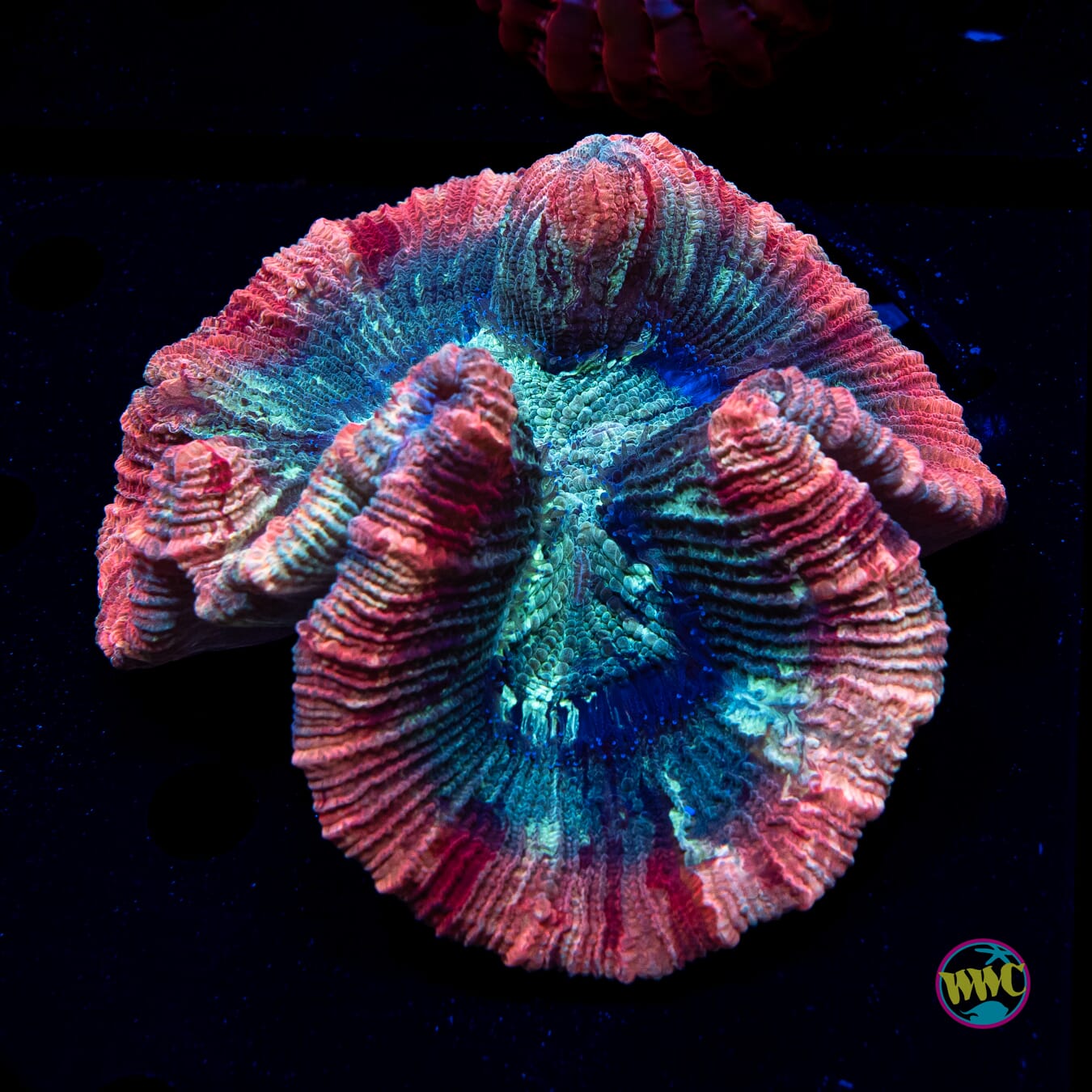 Pinkerton Trachyphyllia - Daylight Photo