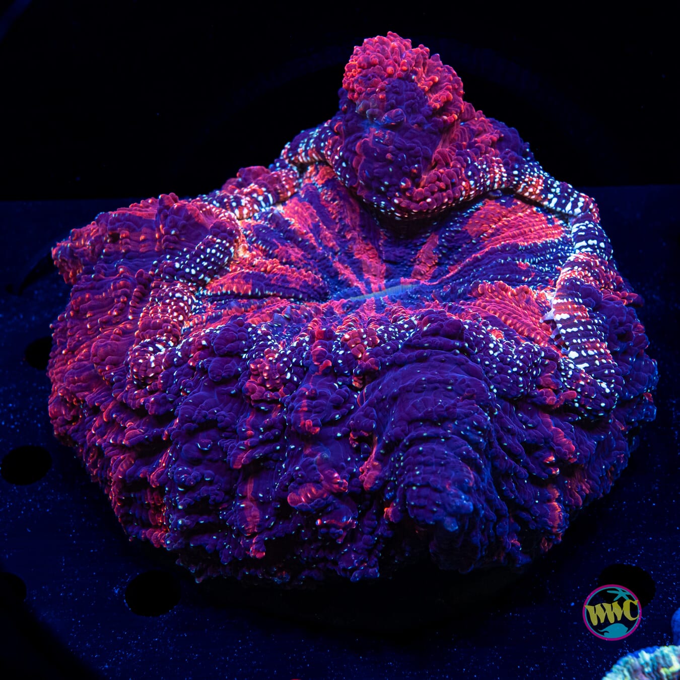 Purple Storm Acanthophyllia - Daylight Photo