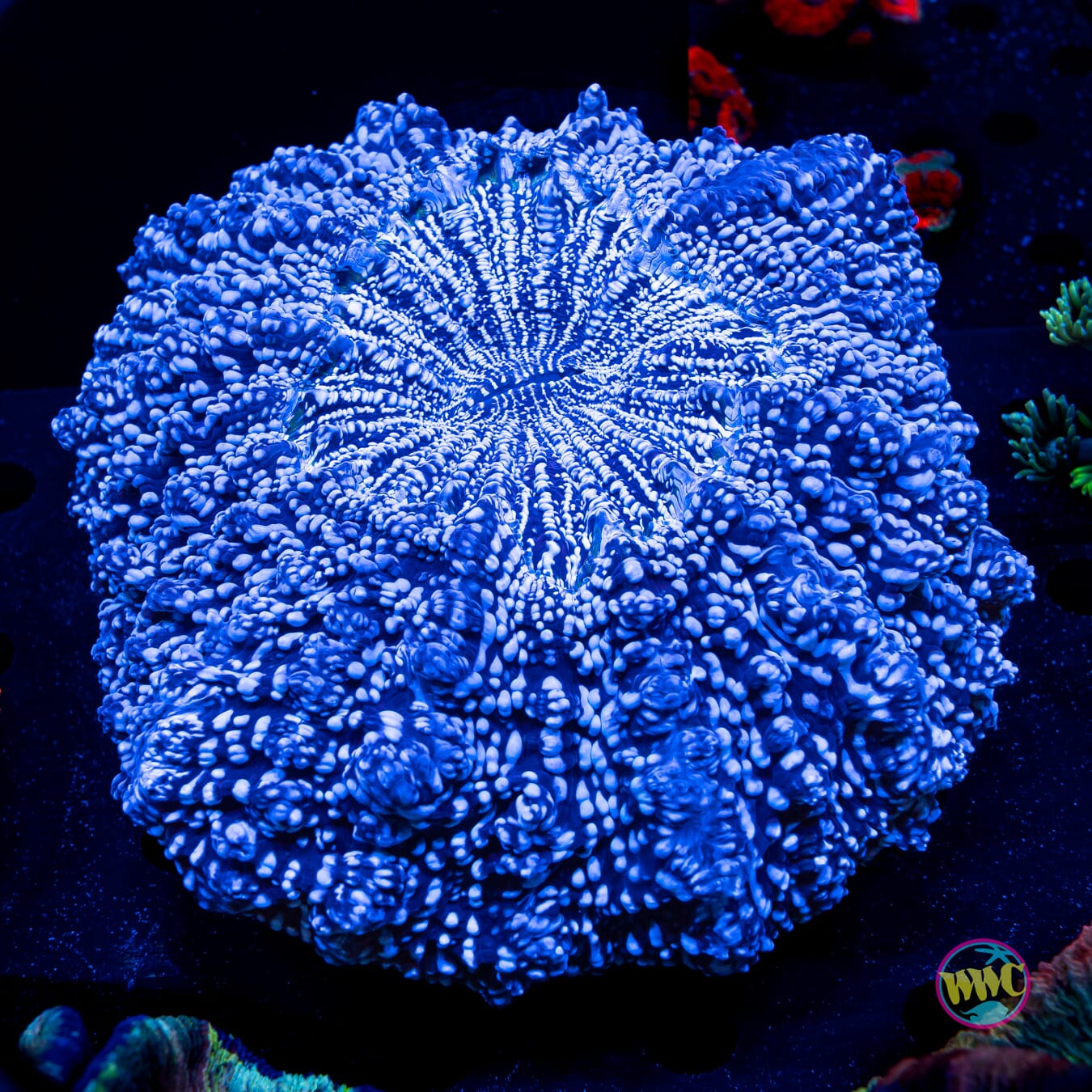 Iced Out Acanthophyllia - Daylight Photo
