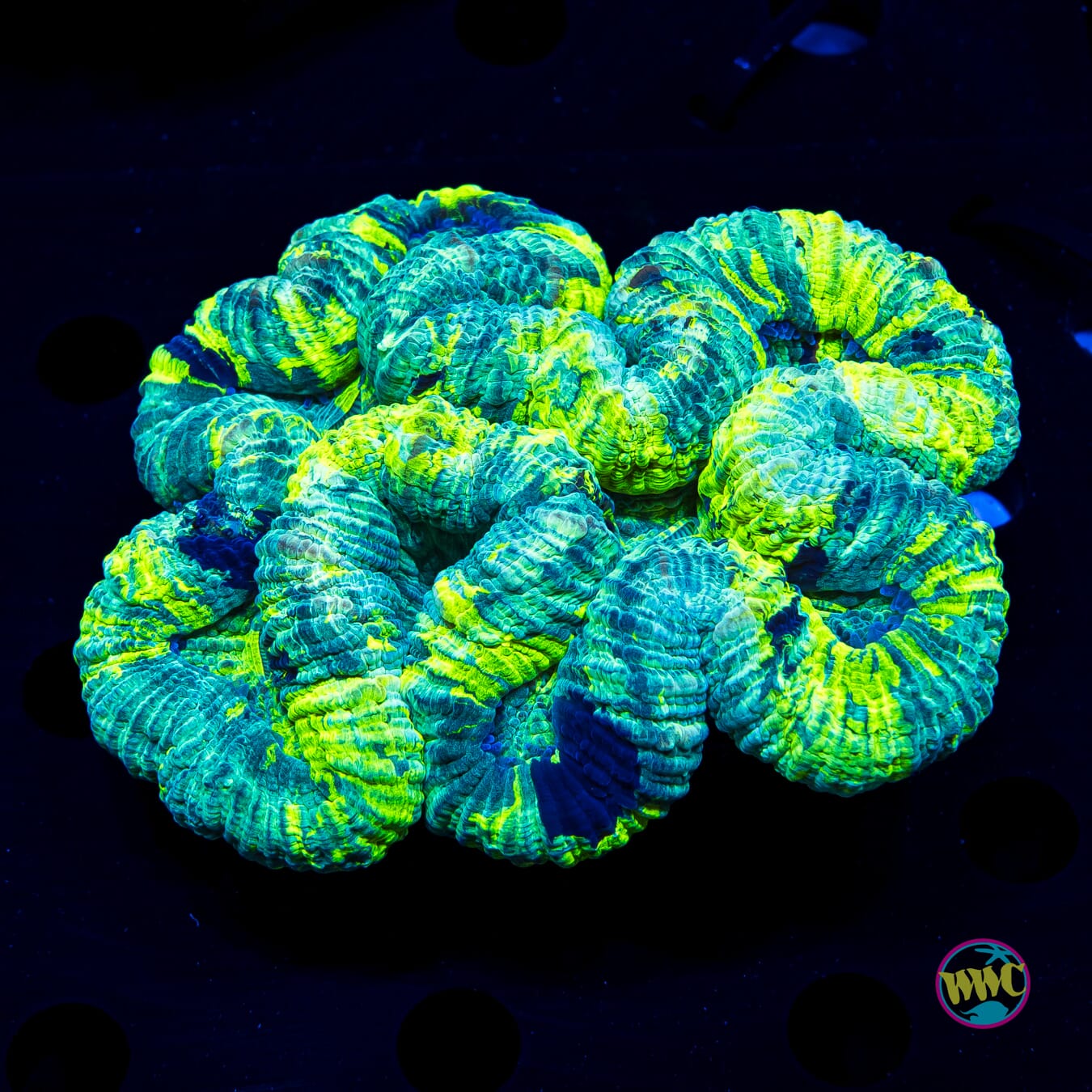 Neon Freon Trachyphyllia - Daylight Photo
