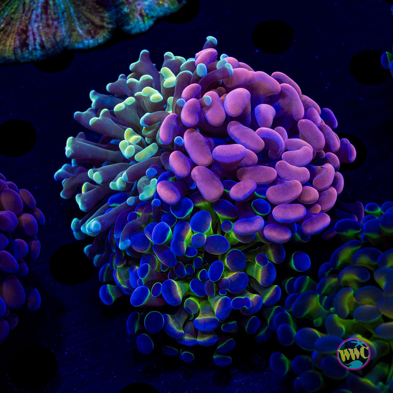 Trifecta Combo Hammer - Daylight Photo