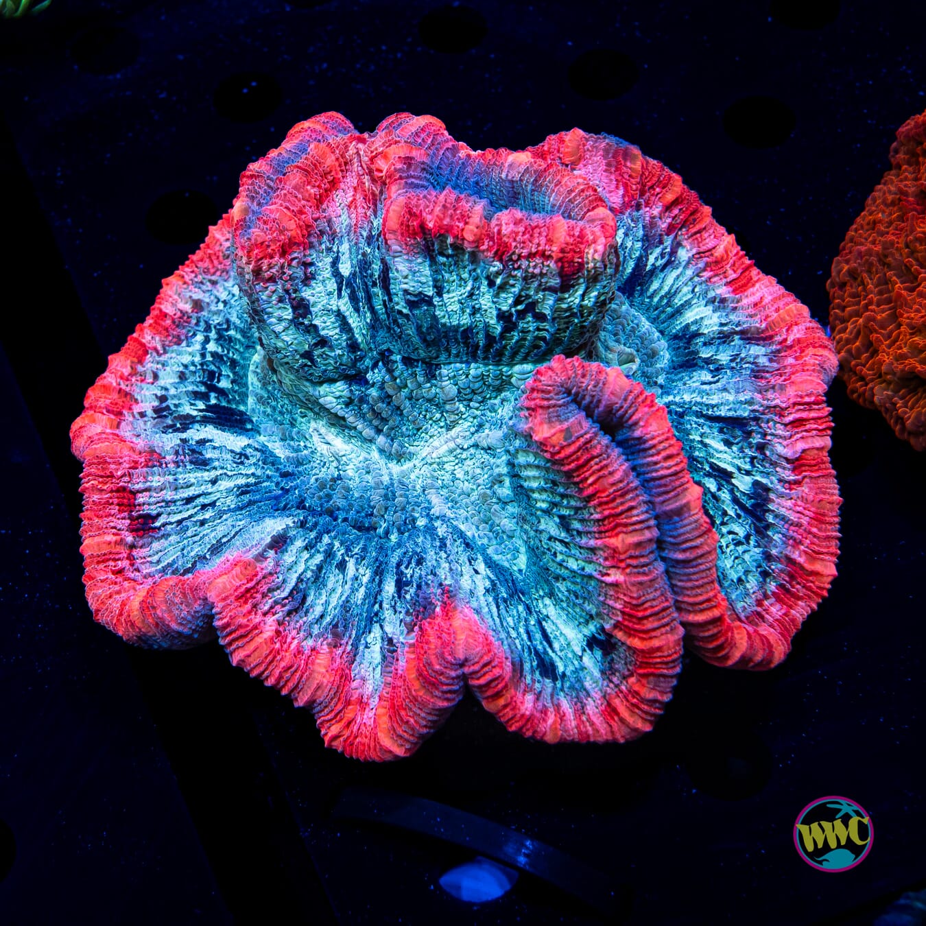 Fire and Ice Trachyphyllia - Daylight Photo