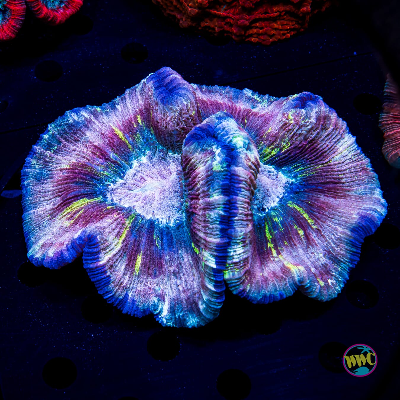 Pink Lightning Trachyphyllia - Daylight Photo