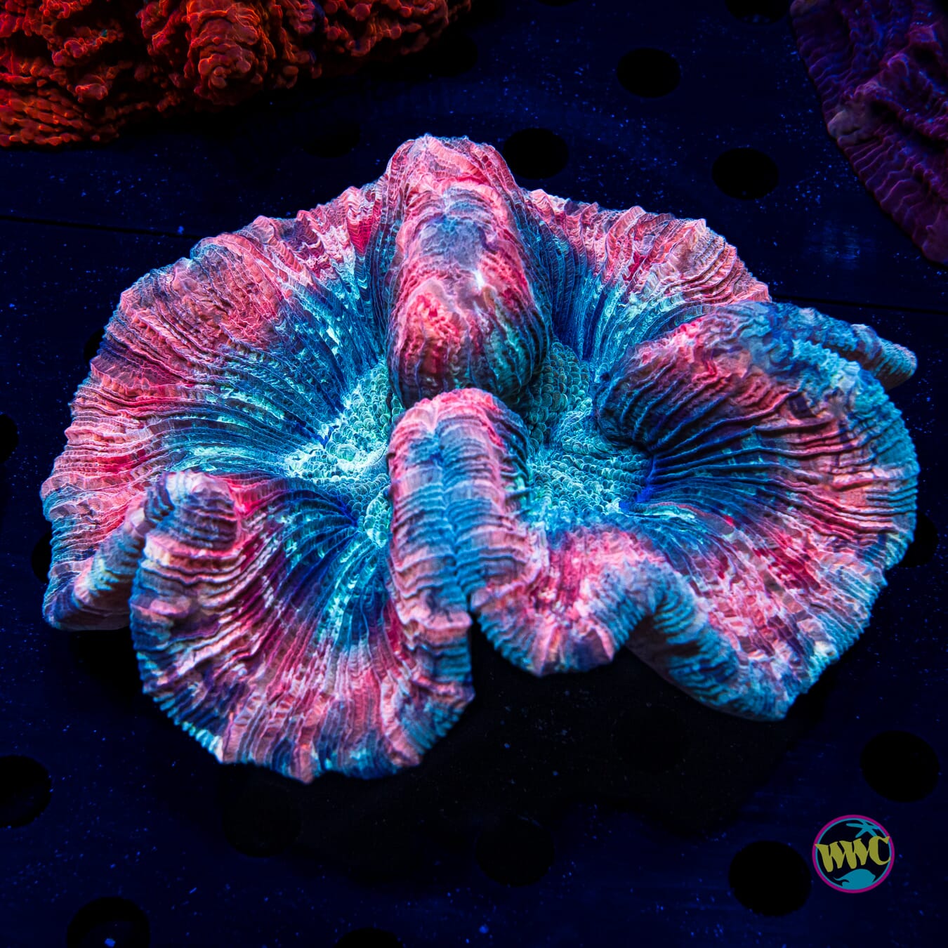 Frozen Berry Trachyphyllia - Daylight Photo