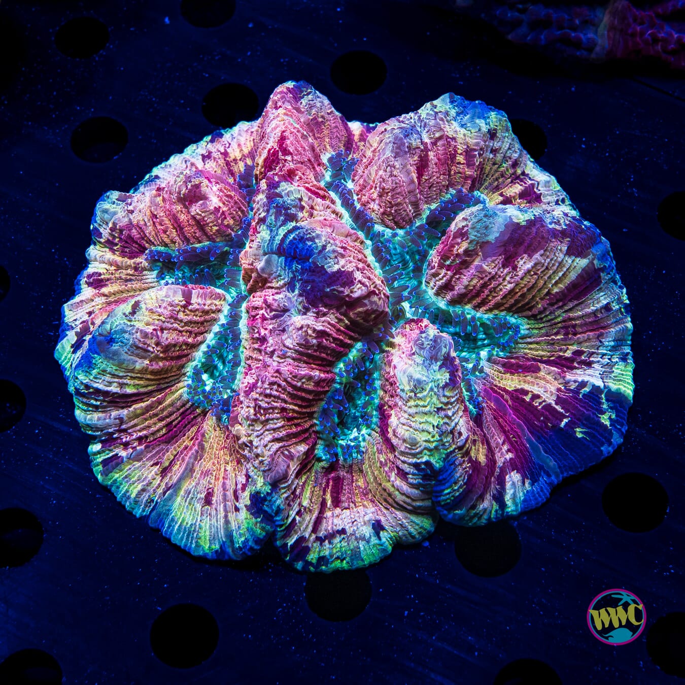 Citrus Splatter Trachyphyllia - Daylight Photo