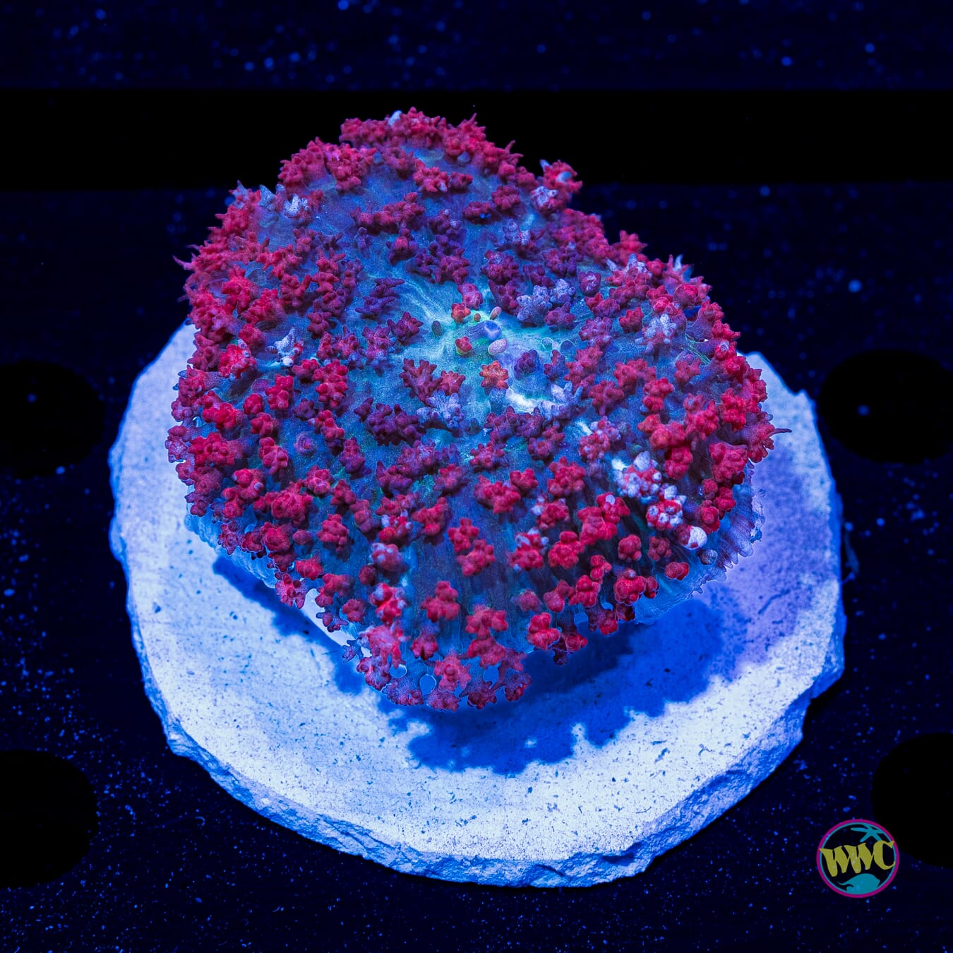Red Royal St Thomas Mushroom - Daylight Photo