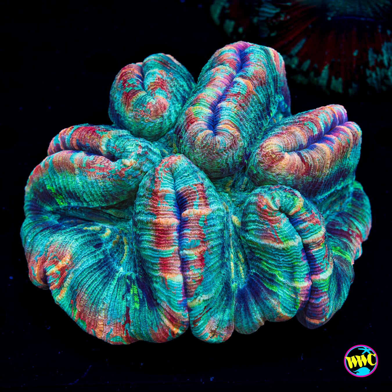 Pretty in Pink Trachyphyllia - Daylight Photo