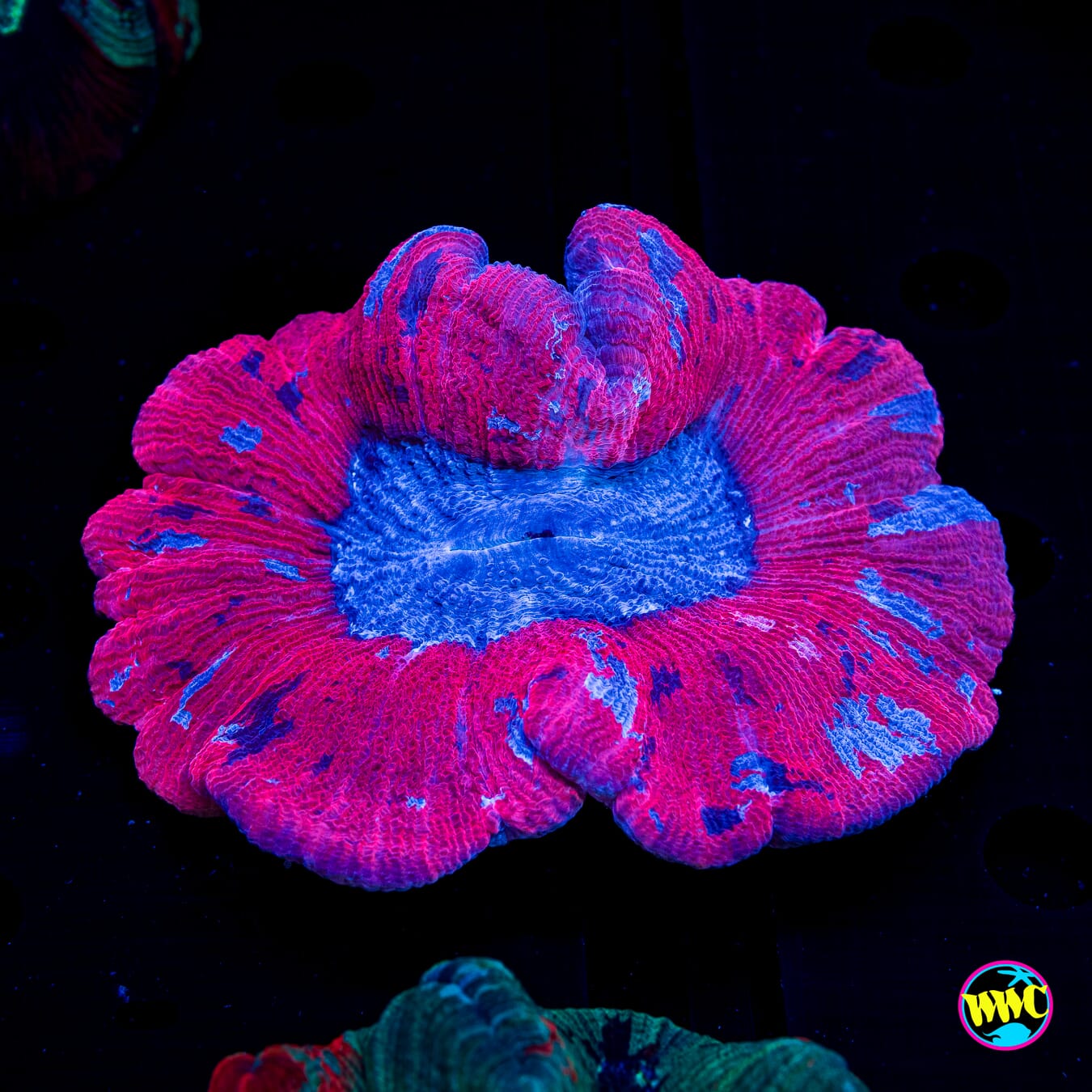 Reverse Jigsaw Trachyphyllia - Daylight Photo