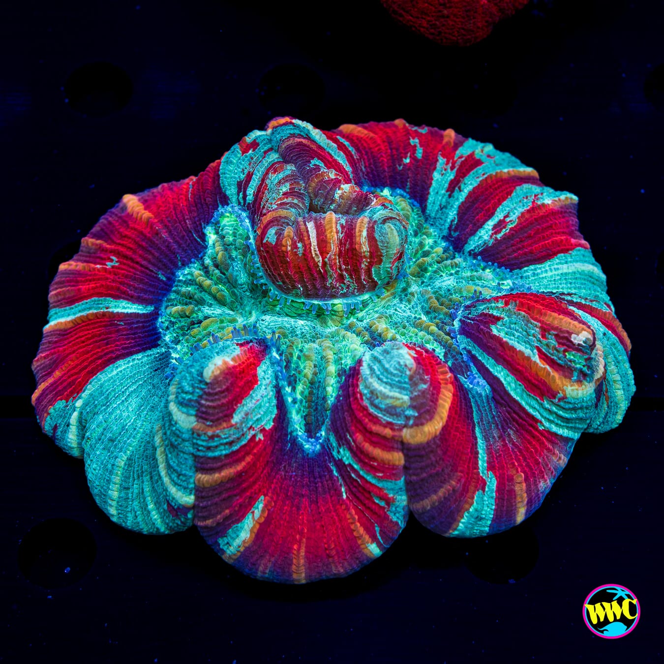 Tye Dye Trachyphyllia - Daylight Photo