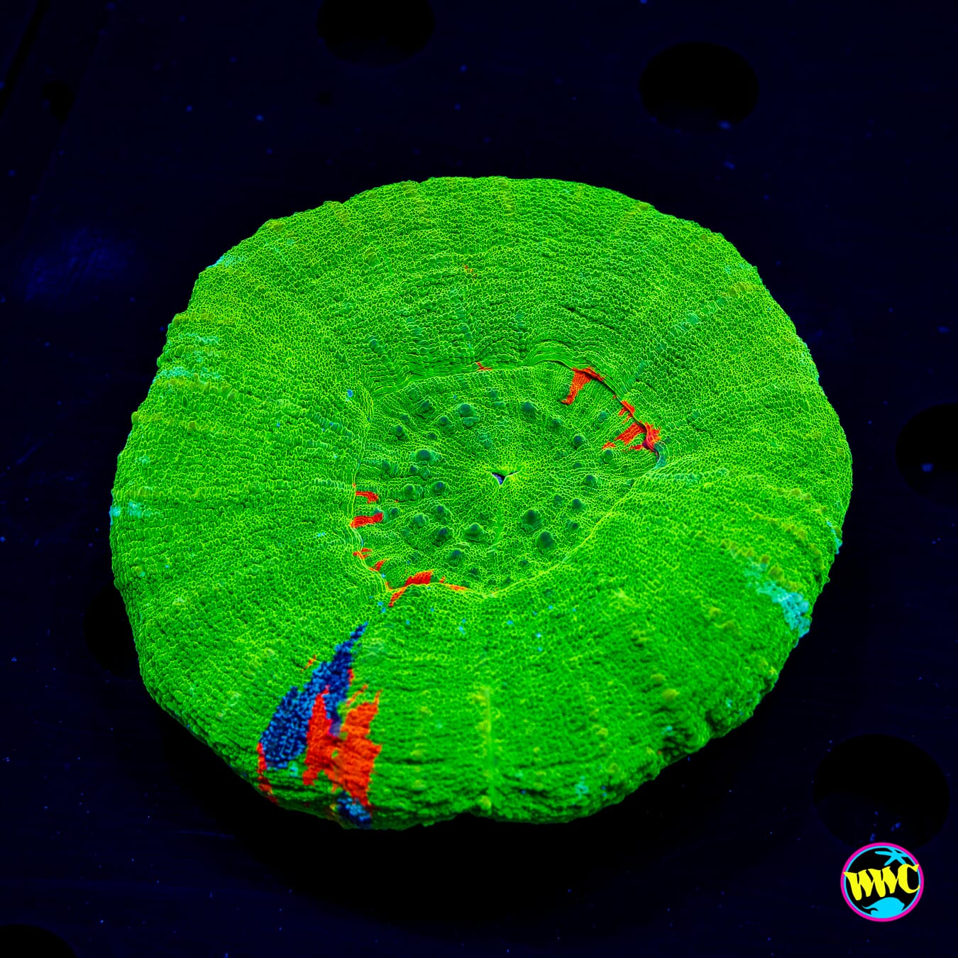 Magnificent Apple Scolymia - Daylight Photo