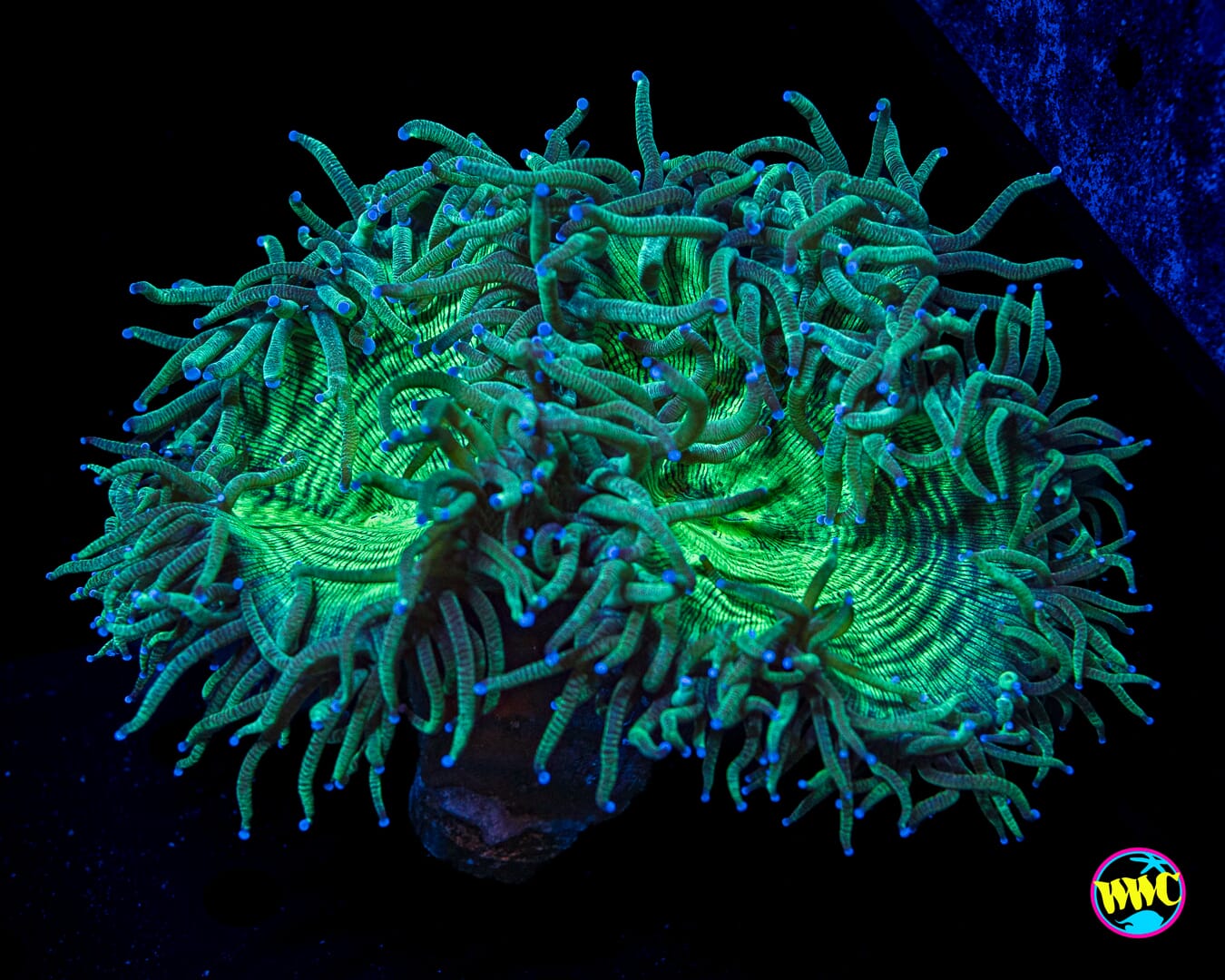 Blue Tipped Elegance - Daylight Photo