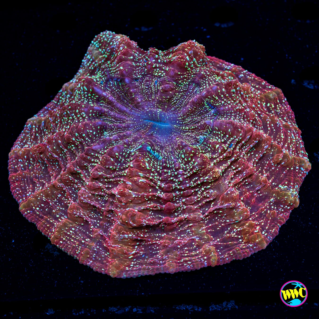 Glitterbomb Acanthophyllia - Daylight Photo