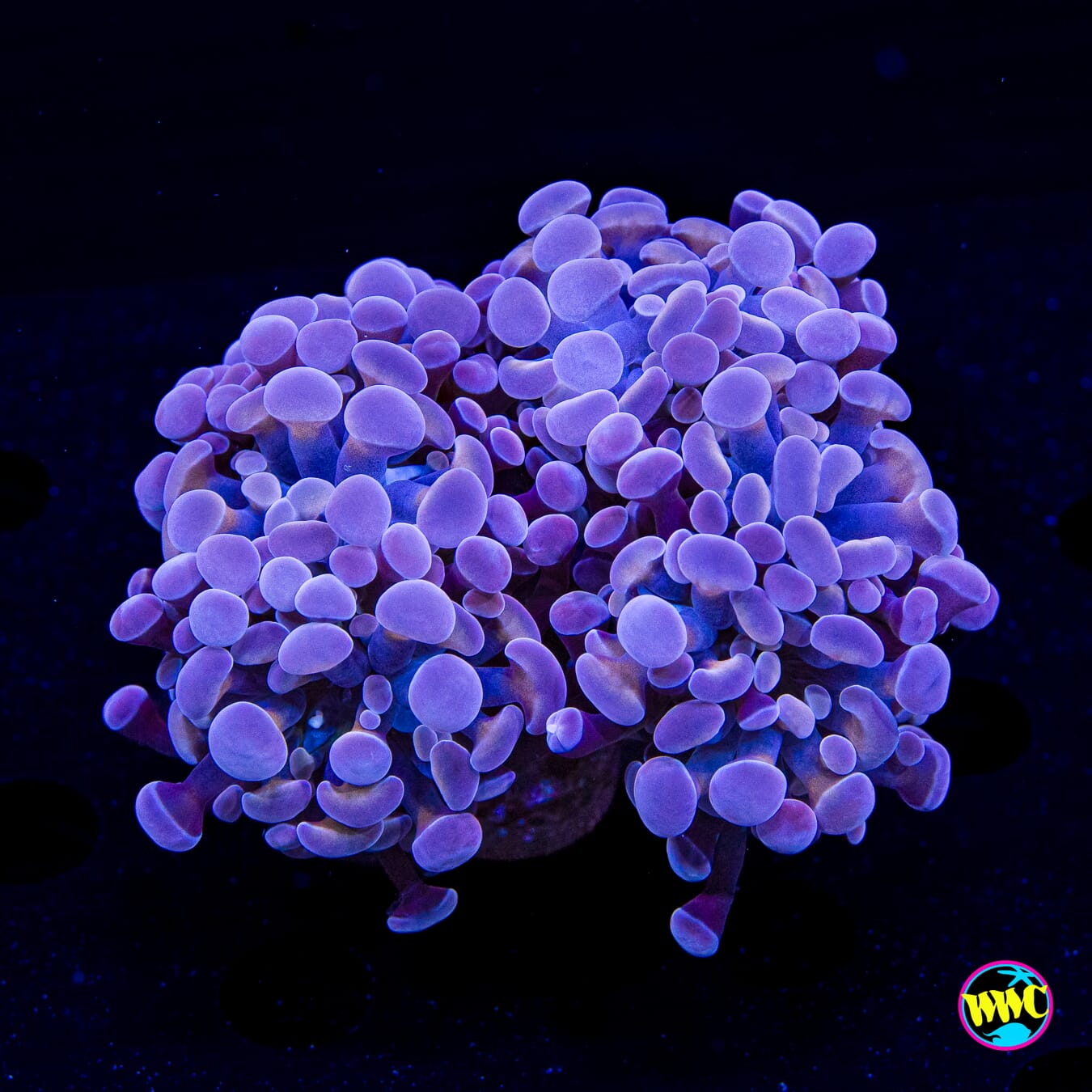 Peach Lavender Branching Hammer - Daylight Photo
