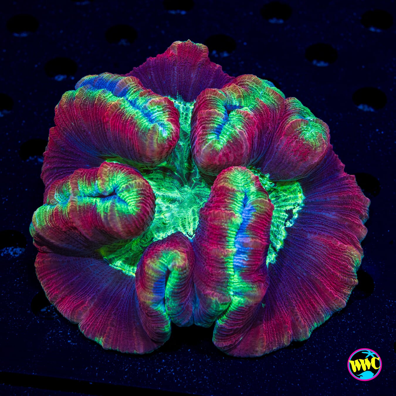 Paintball Trachyphyllia - Daylight Photo