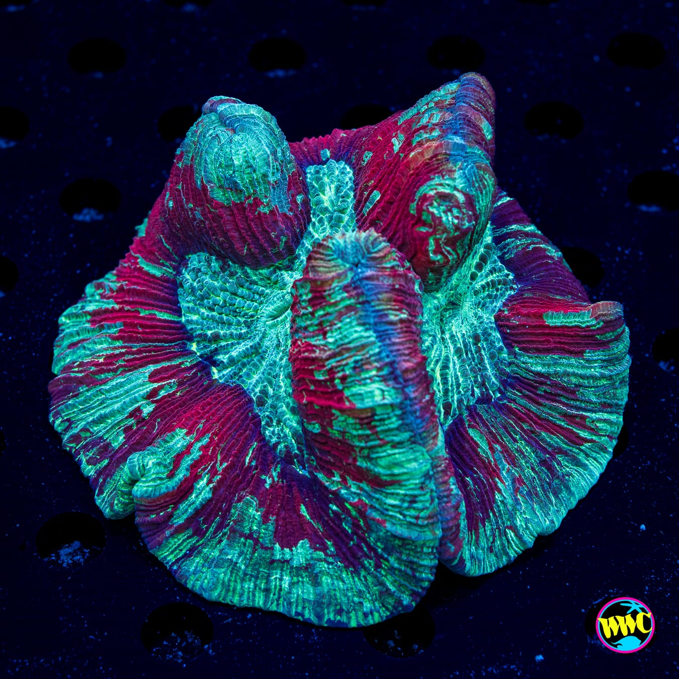 Teal Splatter Trachyphyllia - Daylight Photo