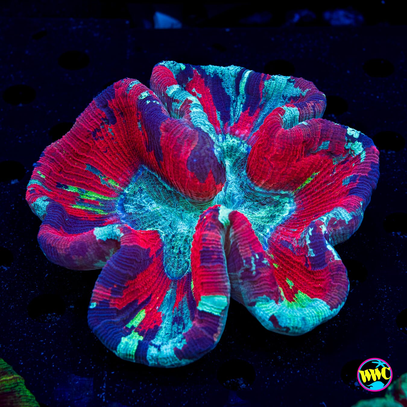 Color Rush Trachyphyllia - Daylight Photo