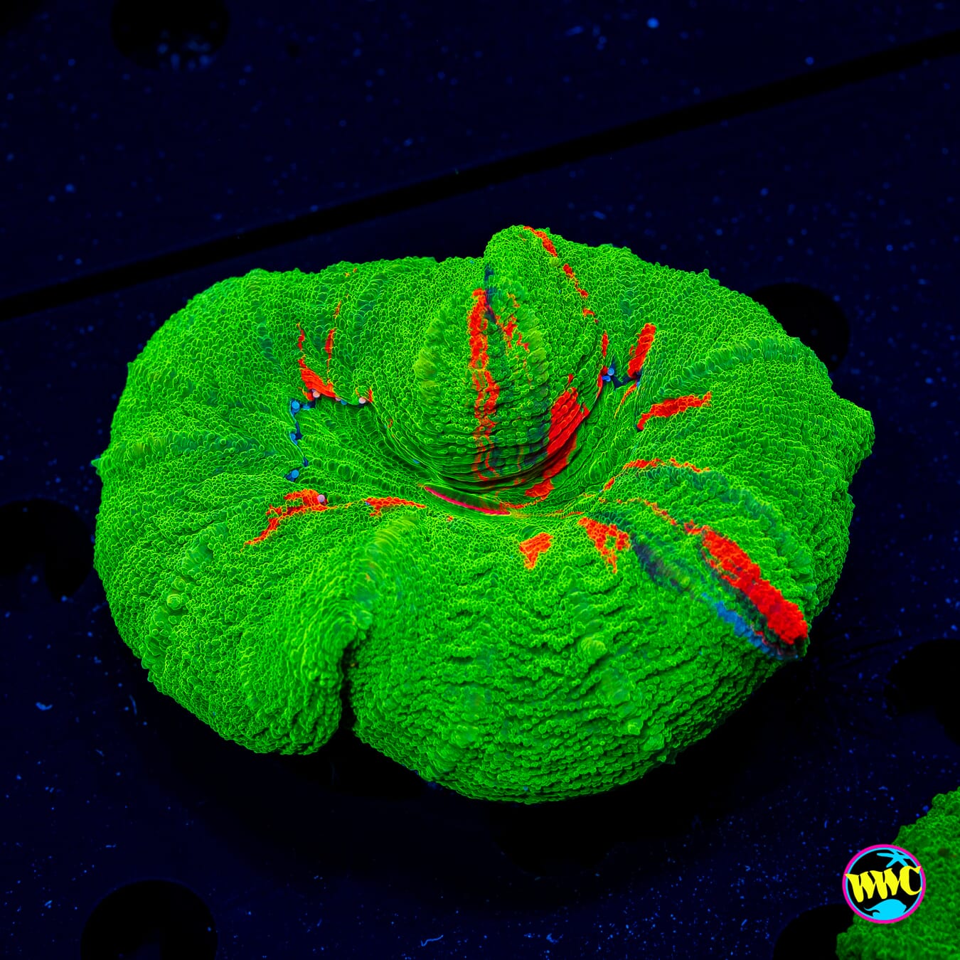 Bleeding Apple Scolymia - Daylight Photo