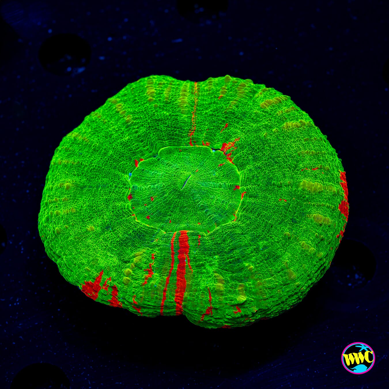 Bleeding Apple Scolymia - Daylight Photo