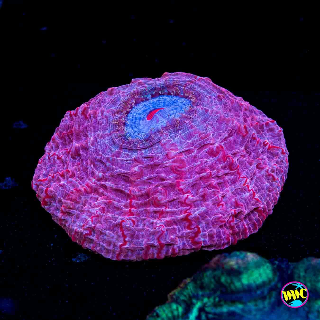 Raspberry Swirl Acanthophyllia - Daylight Photo
