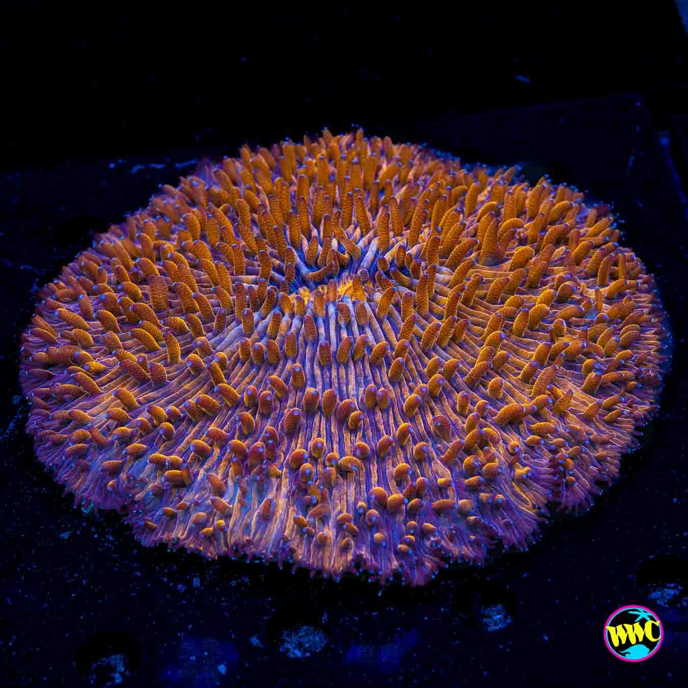Burnt Orange Plate - Daylight Photo
