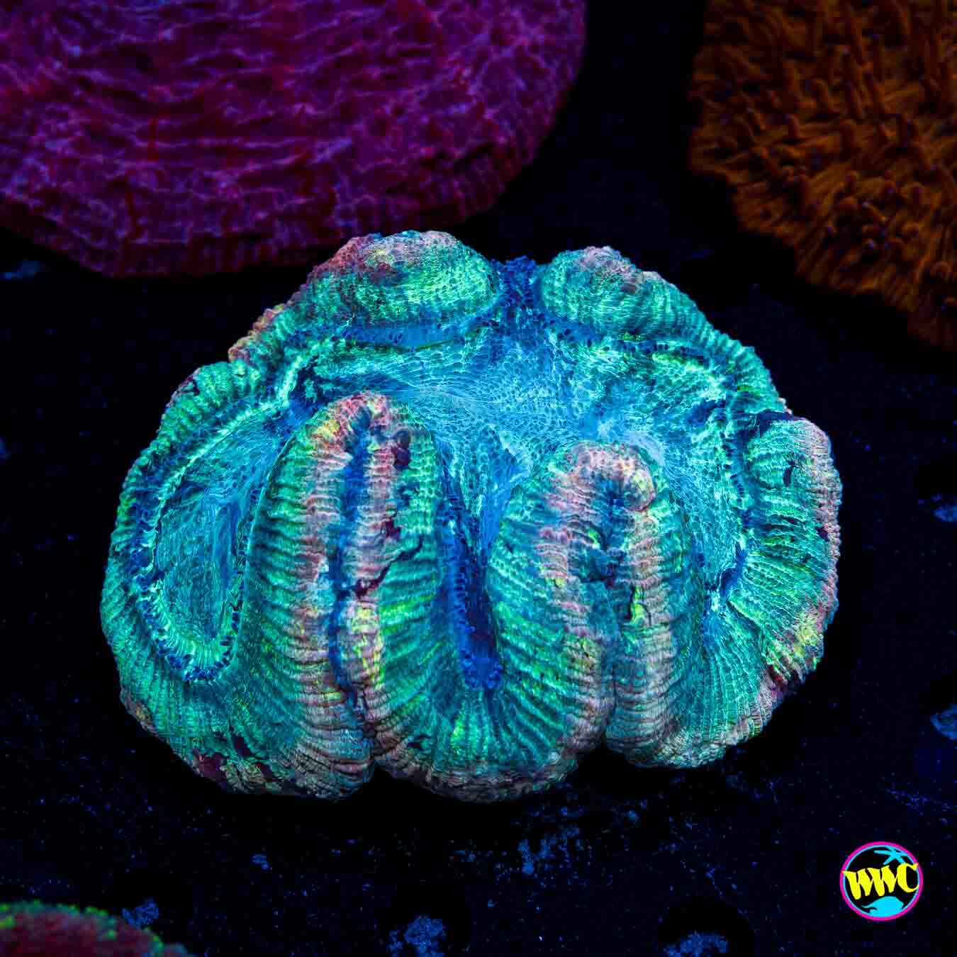 Aquamarine Trachyphyllia - Daylight Photo