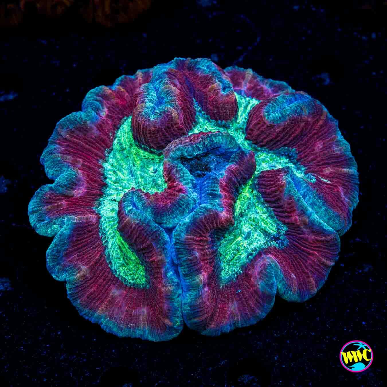 Scarlet Ring Trachyphyllia - Daylight Photo