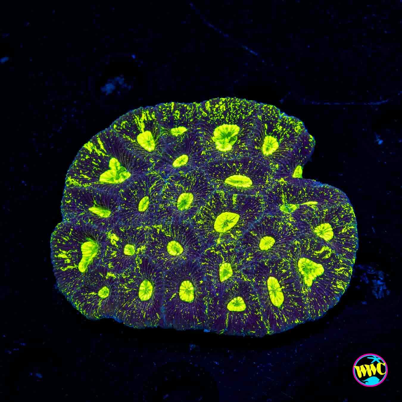 Toxic Splatter Goniastrea - Daylight Photo