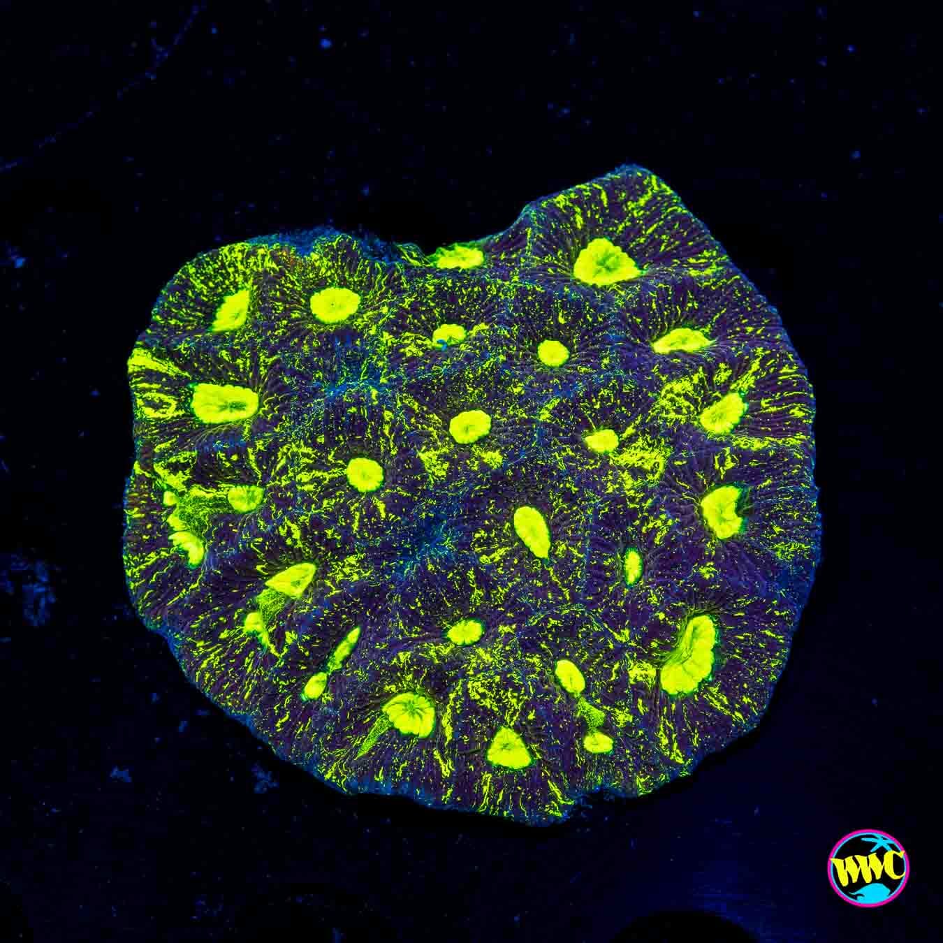 Toxic Splatter Goniastrea - Daylight Photo