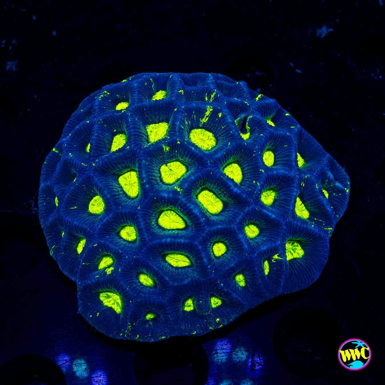 Neon Goniastrea - Daylight Photo