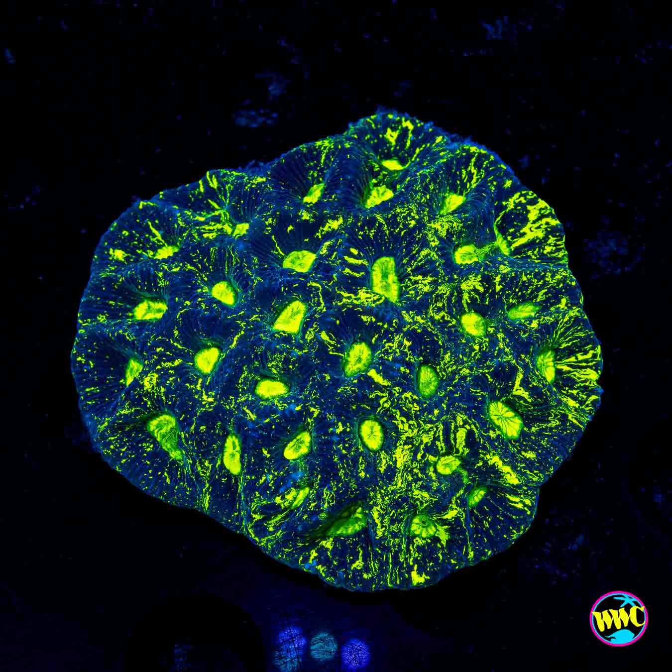 Toxic Splatter Goniastrea - Daylight Photo