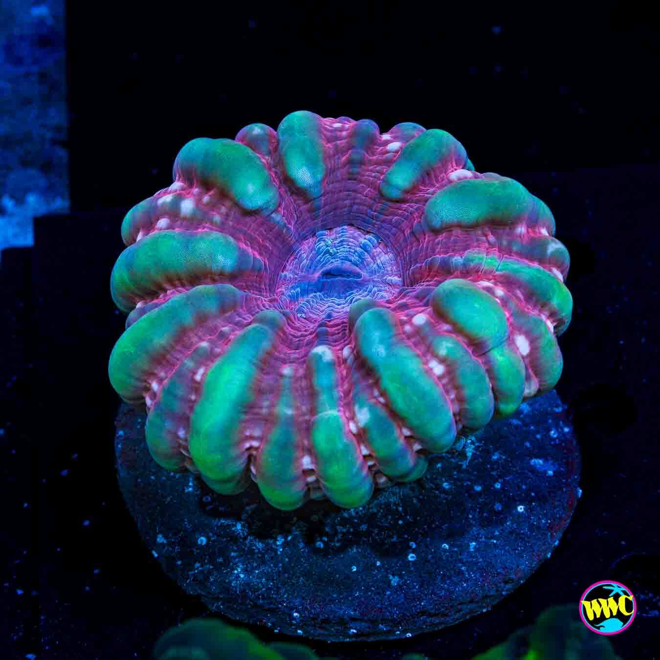 Dragon Heart Cynarina - Daylight Photo