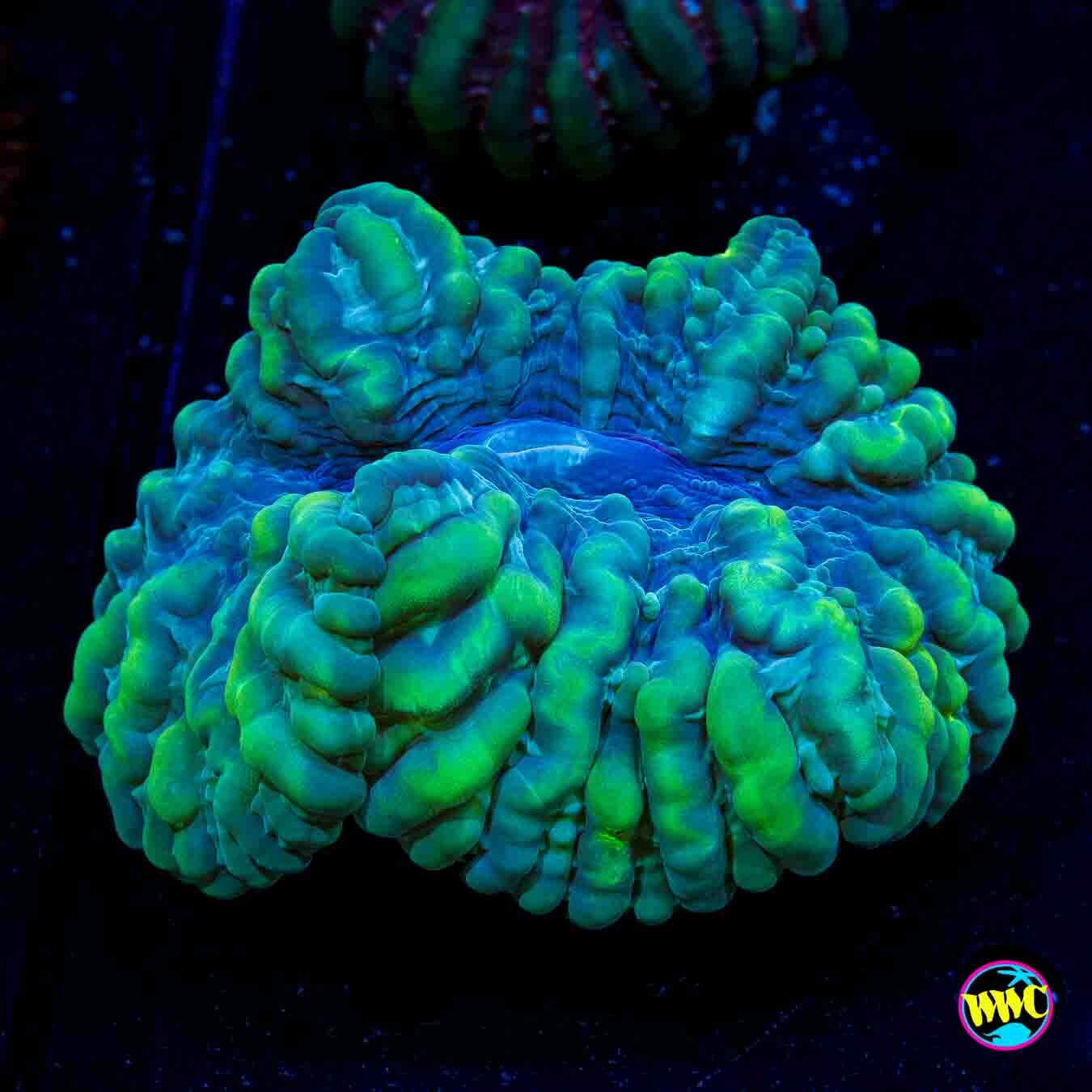 Bullfrog Cynarina - Daylight Photo