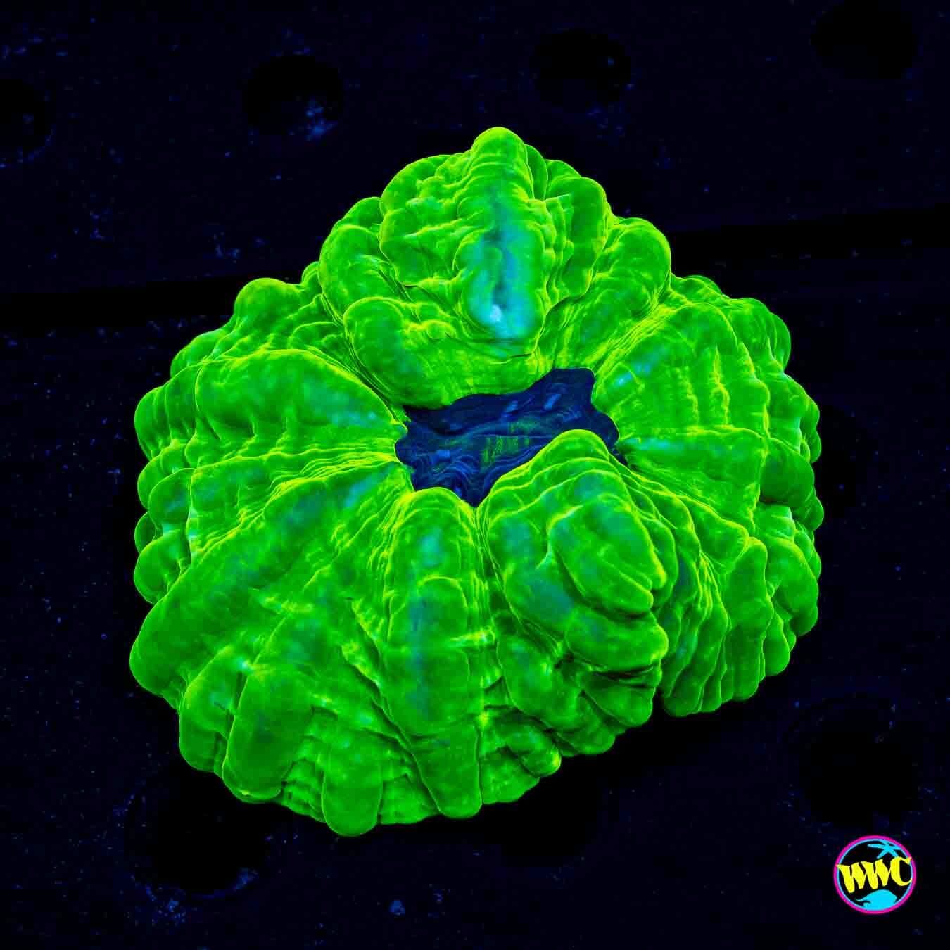 Toxic Cloud Cynarina - Daylight Photo