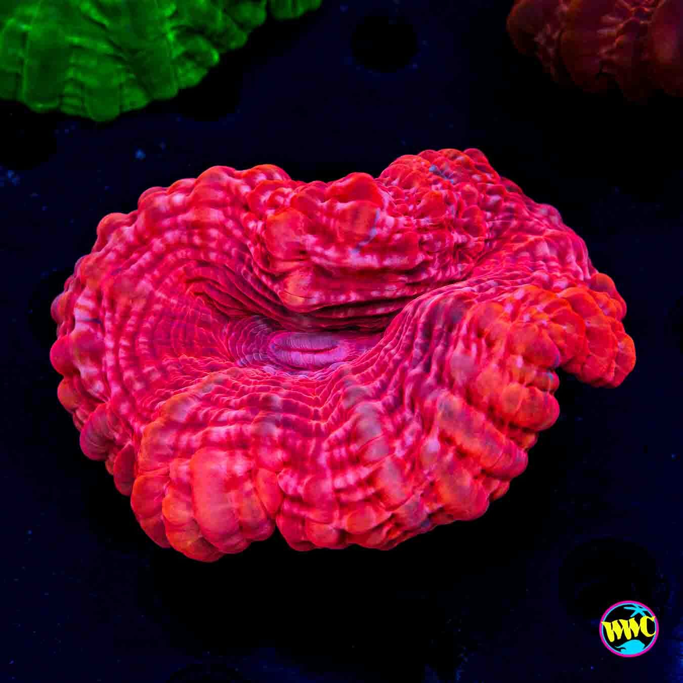 Fireball Cynarina - Daylight Photo