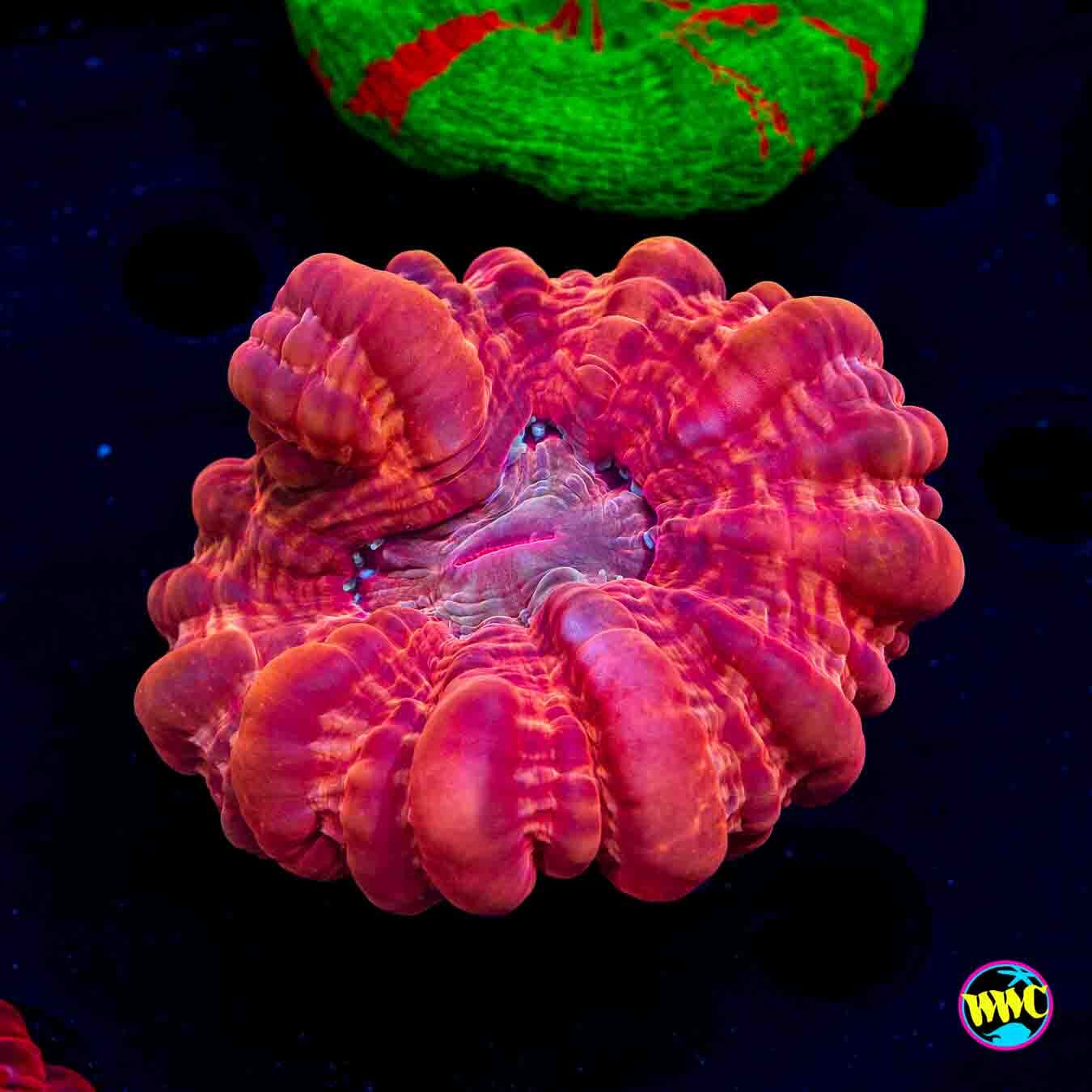 Cherry Bomb Cynarina - Daylight Photo
