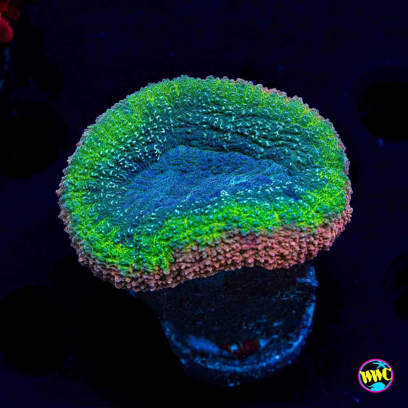 Rasta Lobophyllia