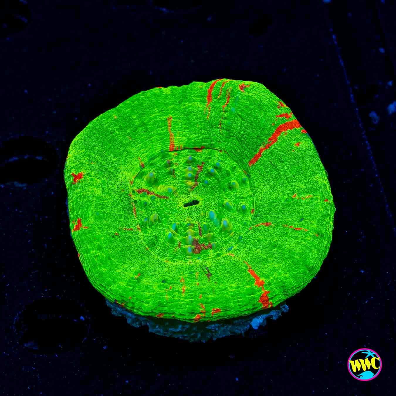 Green Apple Scolymia - Daylight Photo