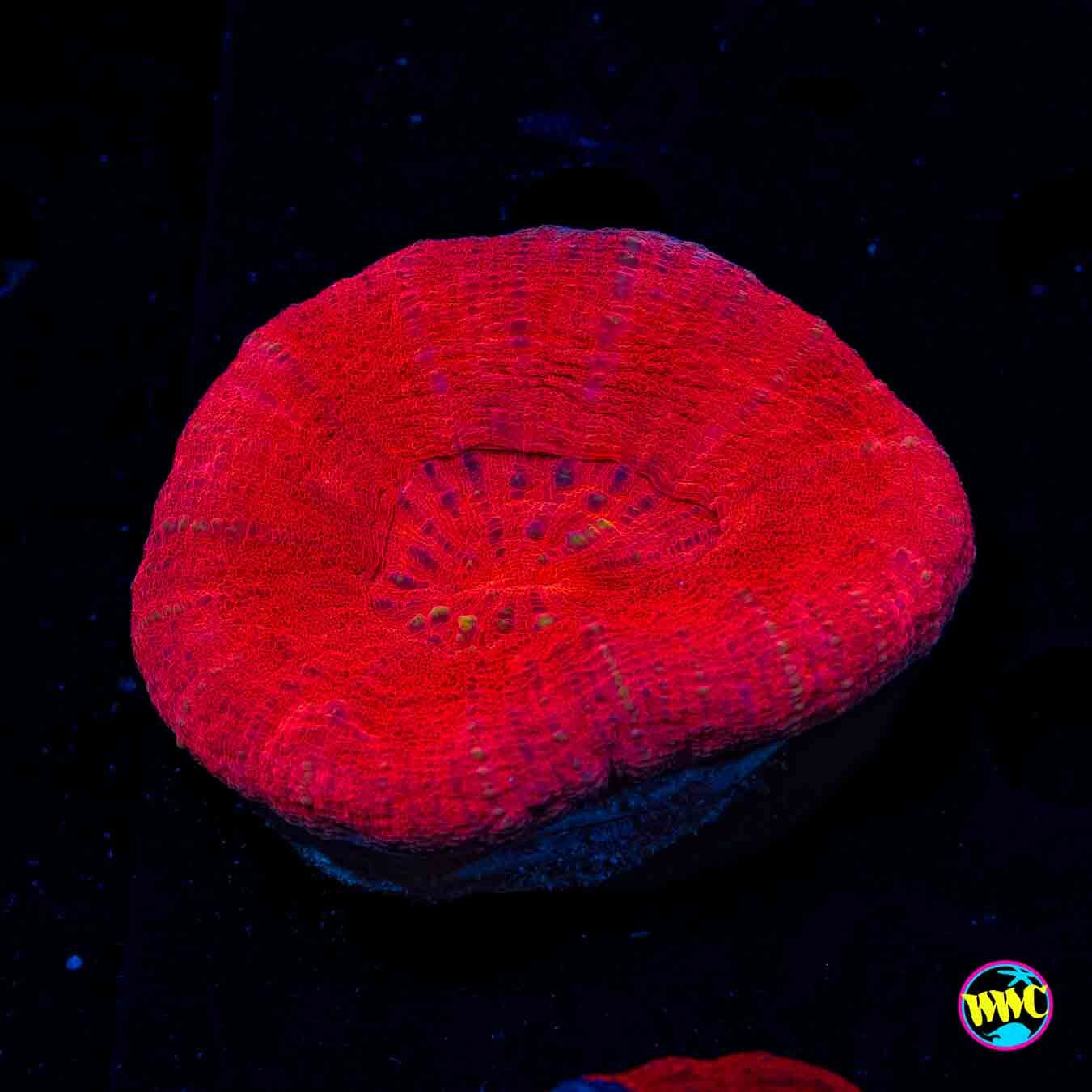 Red Delicious Scolymia - Daylight Photo