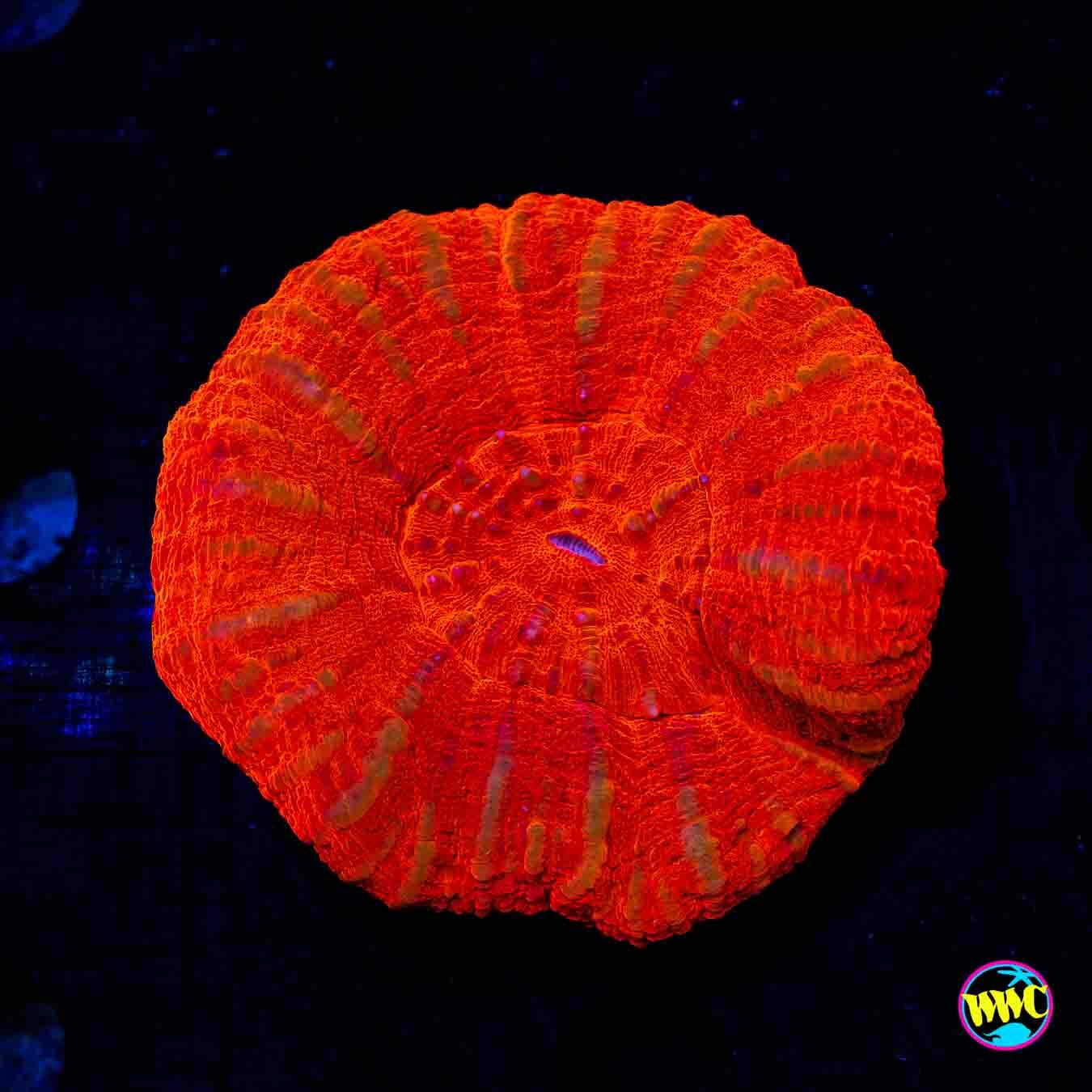 Fire Cloud Scolymia - Daylight Photo