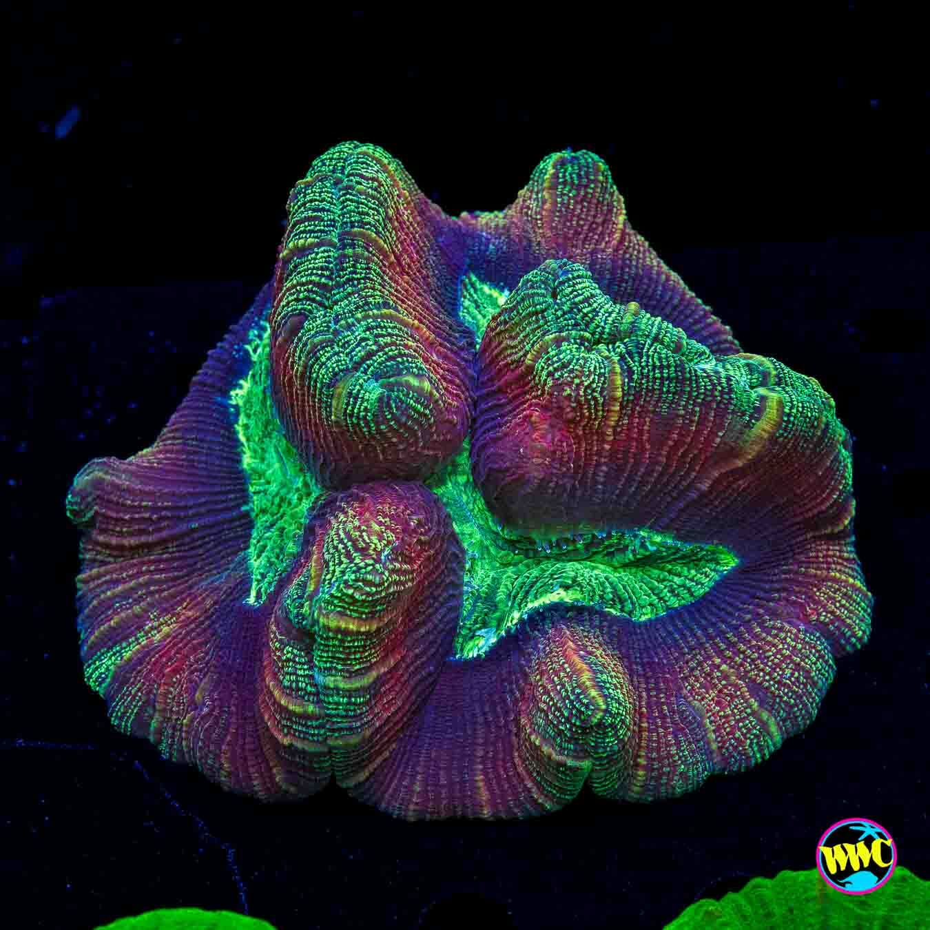 Fruit Mix Trachyphyllia - Daylight Photo