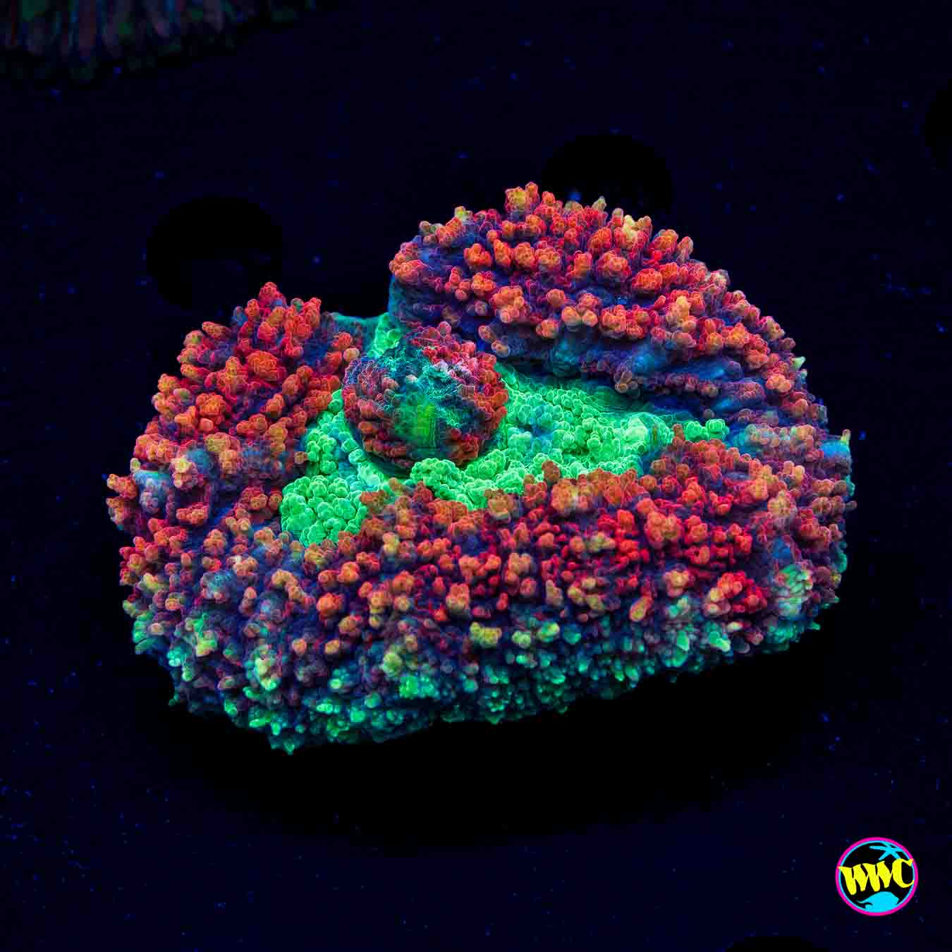 Emerald Inferno Symphyllia