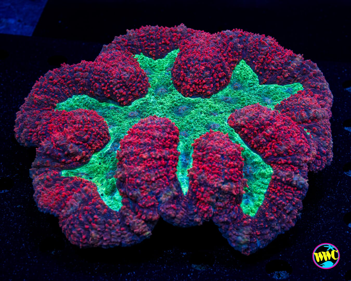 Ruby Red Symphyllia - Actinic Photo