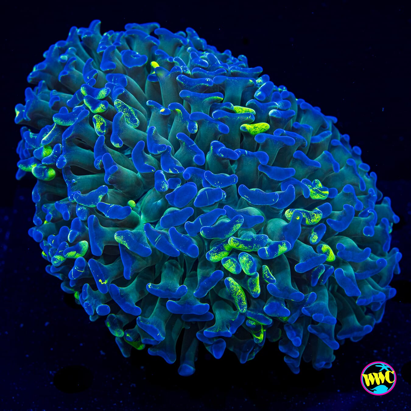 Reverse Splatter Hammer - Actinic Photo